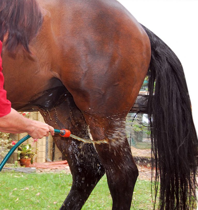 Cleaning the Legs and Tail on a Horse
