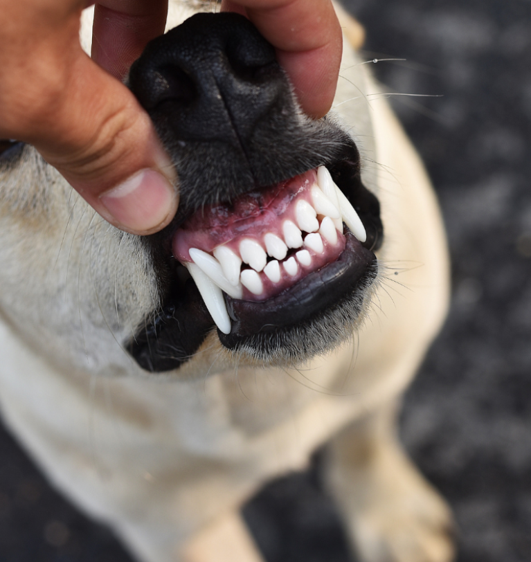 Apple Cider Vinegar For Dogs Teeth