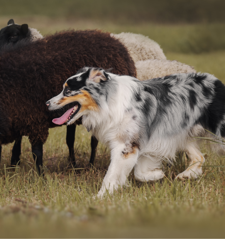 Spring Grooming Routine for Your Dog